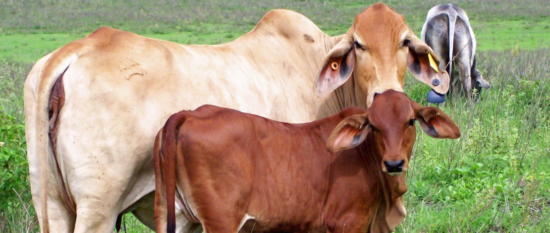 Cow & Calf Tallawallah